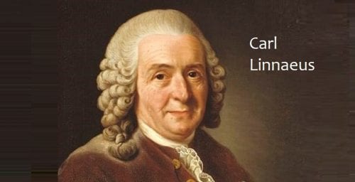 Sir Carl Linnaeus and cannabis history in Europe