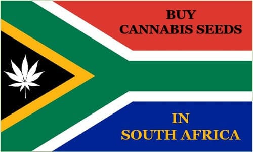 Cannabis in SA