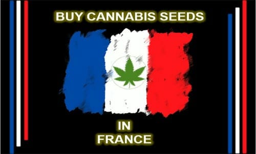 Cannabis in France