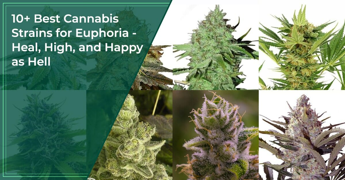 10+ Best Cannabis Strains for Euphoria In 2023 - [Don't Miss]