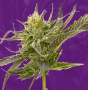 Blue Fruit Autoflower stran Crop King Seeds