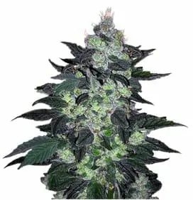 Candy Cane Autoflower strain Crop King Seeds