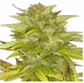 Orange Bud strain ILGM