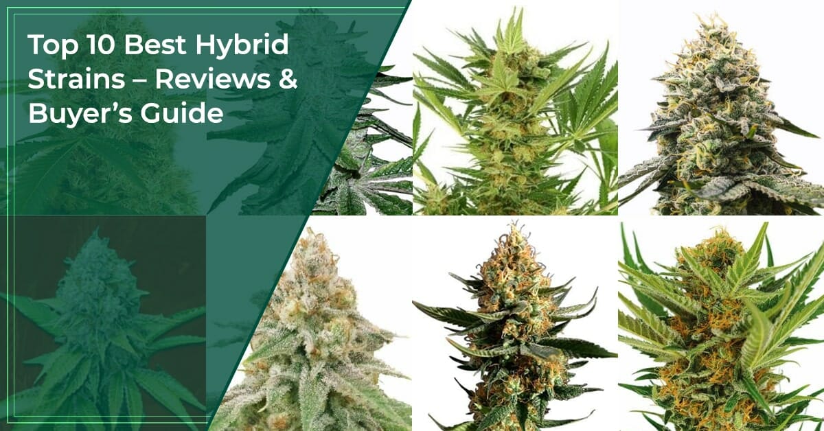 Top 10 Best Hybrid Strains 2024 - [Strains you NEED]