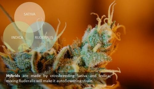 best hybrid cannabis strains 3