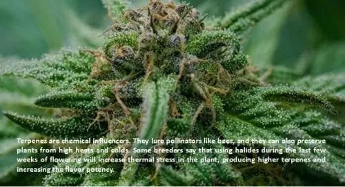 terpenes facts