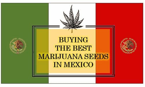 Cannabis in Mexico