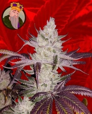 Platinum Cookies medical marijuana strain