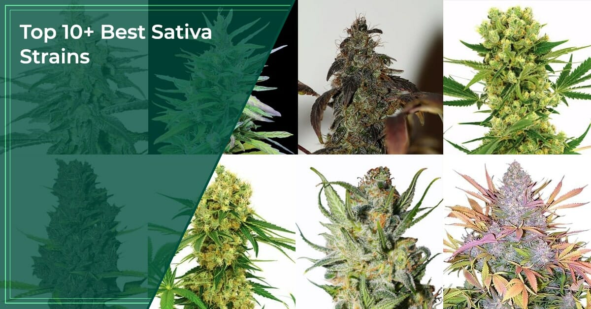 Top 10+ Best Sativa Strains in 2023 - [#1 Is Simply Awesome]