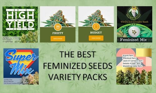 the best feminized seed variety packs
