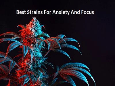 Best strains for anxiety and focus
