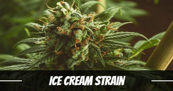 Ice cream strain