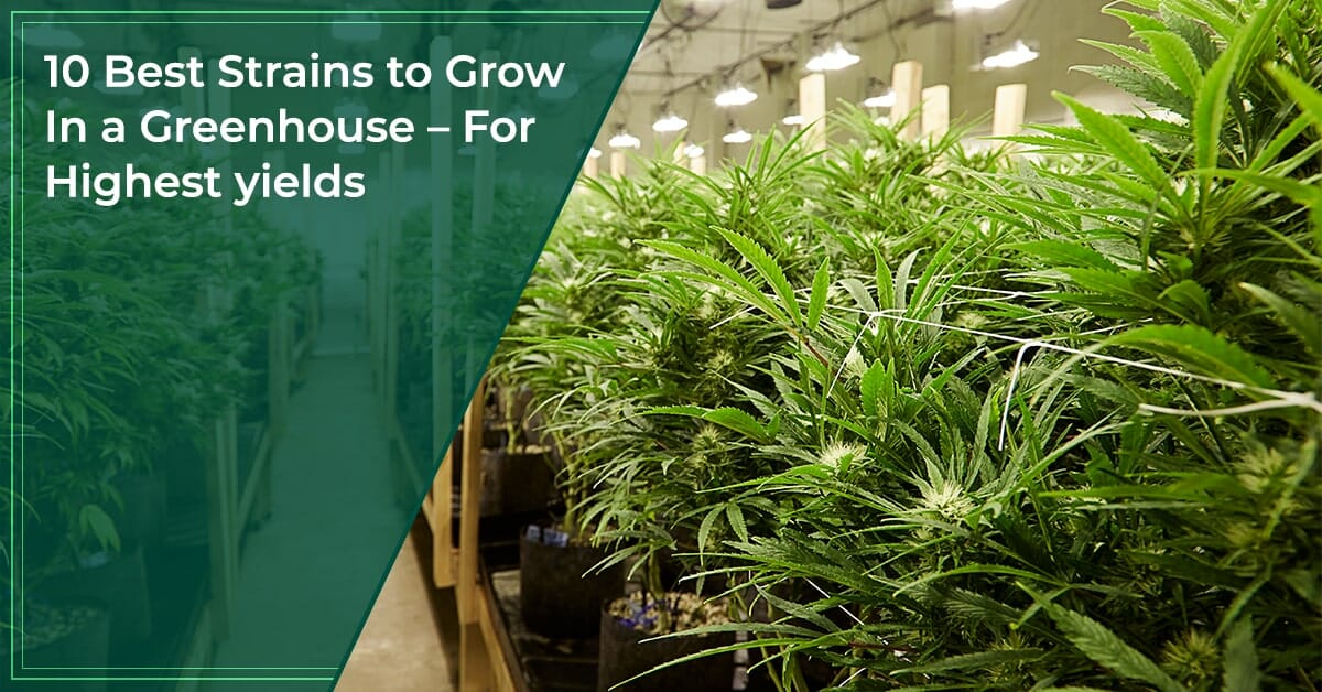 Best strains to grow in a greenhouse