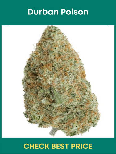 Durban Poison - One Of The Strongest Sativa Strains