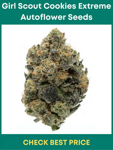 Girl Scout Cookies Extreme Autoflower Seeds