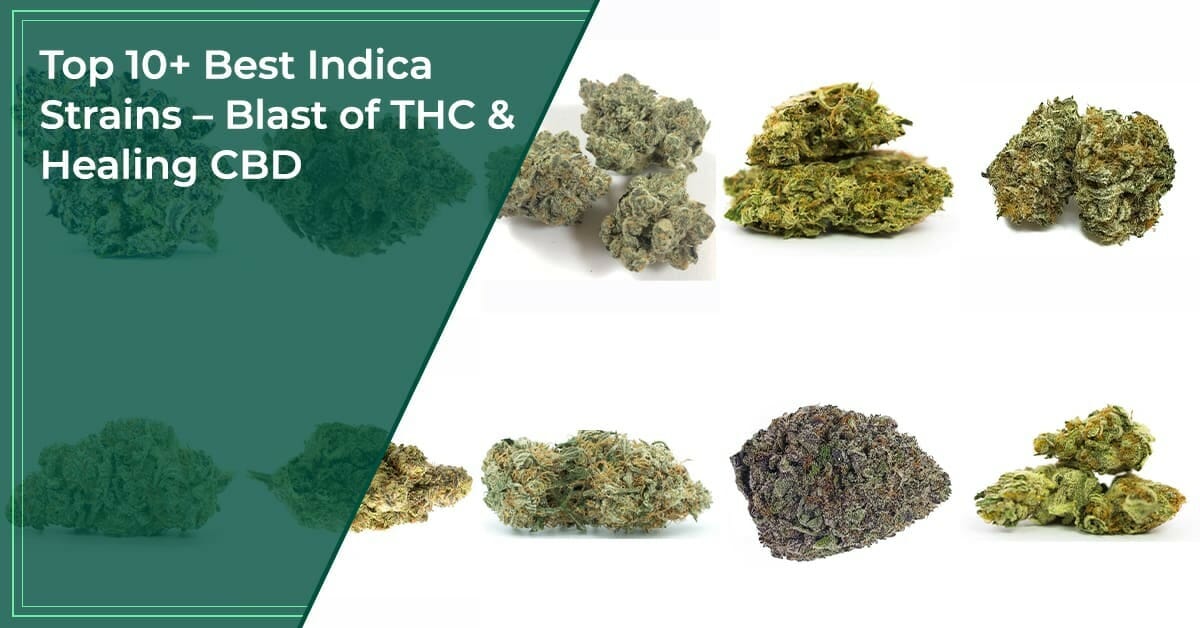 Top 10+ Strongest & Best Indica Strains Of (2023) [Don't Miss This]