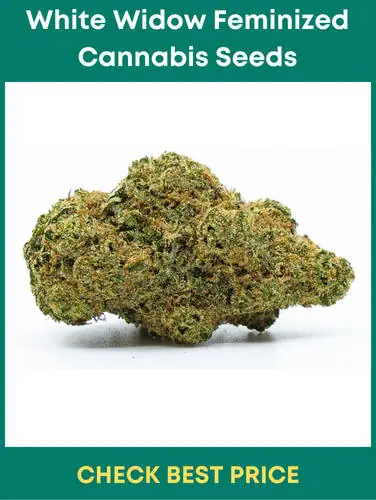 #1. White Widow Feminized Cannabis Seeds – Editor’s Choice