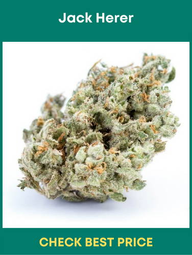 #10. Jack Herer – One Of the Most Famous Sativa Cannabis