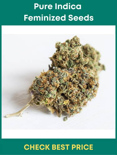 #11. Pure Indica Feminized Seeds- 100% Indica Strain For Indica Lovers