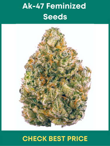 #12. Ak-47 Feminized Seeds – Easy To Grow Cannabis Seeds