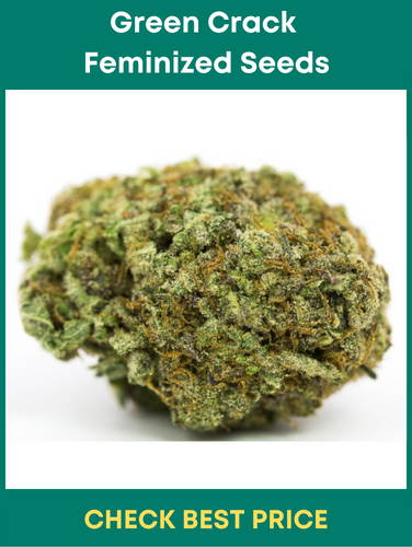 #13. Green Crack Feminized Seeds – Feminized Cannabis Seeds For Stress