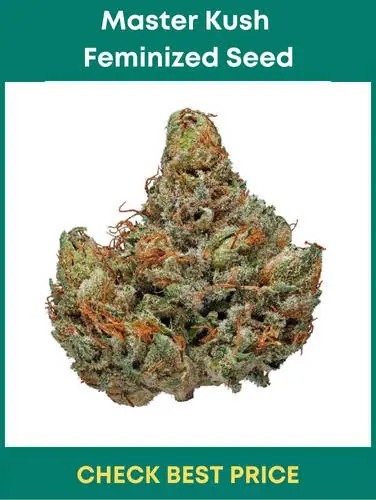 #14. Master Kush Feminized Seeds – High THC Feminized Seeds