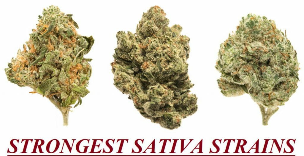 15 Strongest Sativa Strains To Get ‘Extreme’ High!