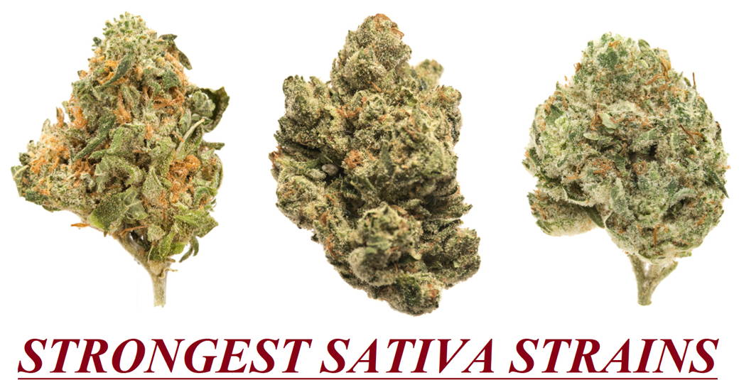 Top 10+ Strongest Sativa Strains Of 2023 Don't Miss THIS