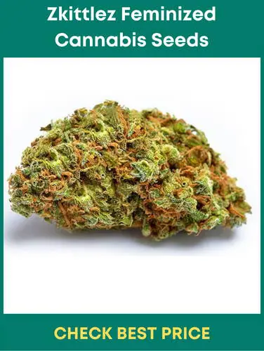 #2. Zkittlez Feminized Cannabis Seeds – The Runner Up