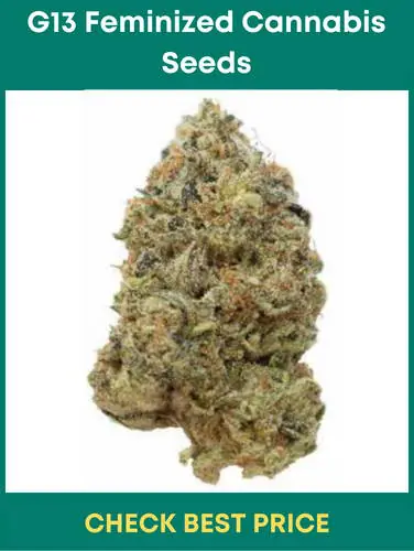 #3. G13 Feminized Cannabis Seeds – A Strong Feminized Strain