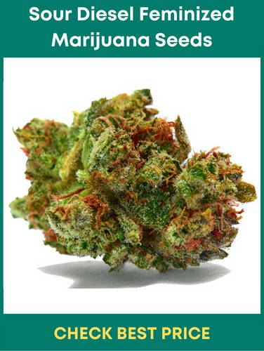 #4. Sour Diesel Feminized Marijuana Seeds – A Must-Try Feminized Strain