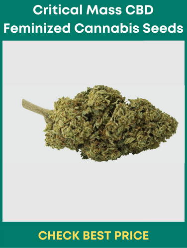 #5. Critical Mass CBD Feminized Cannabis Seeds – High CBD Feminized Seed Strain
