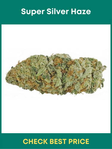 #6. Super Silver Haze – One Of The Most Popular Sativa Strains