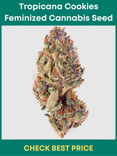 #6. Tropicana Cookies Feminized Cannabis Seeds – A Unique Feminized Seed Strain