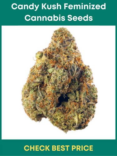 #7. Candy Kush Feminized Cannabis Seeds – Strain For Pain Relief