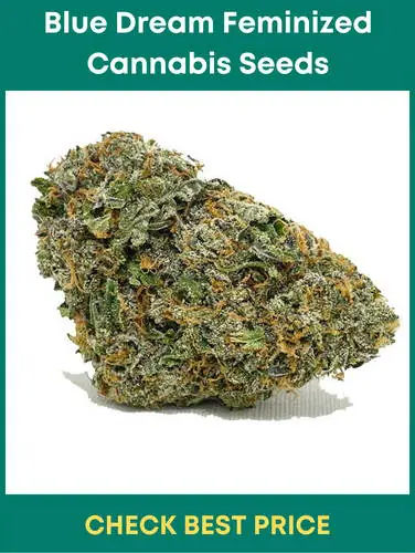 #8. Blue Dream Feminized Cannabis Seeds – A Beautiful Feminized Strain