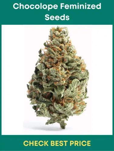 #9. Chocolope Feminized Seeds – A Chocolaty Strain