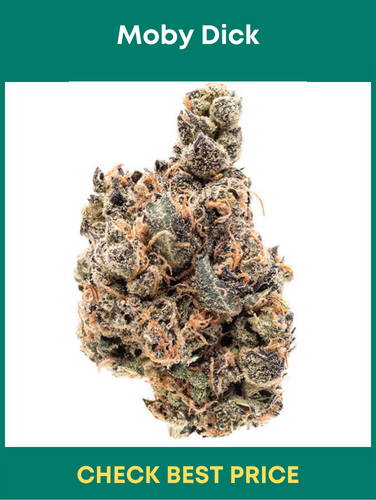 #9. Moby Dick – An Energetic Sativa Strai