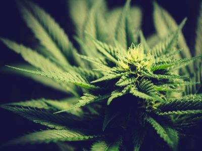 Is it possible to grow Marijuana plants