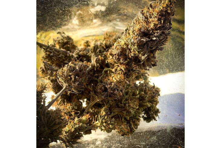 Benefits of Drying and Curing Cannabis