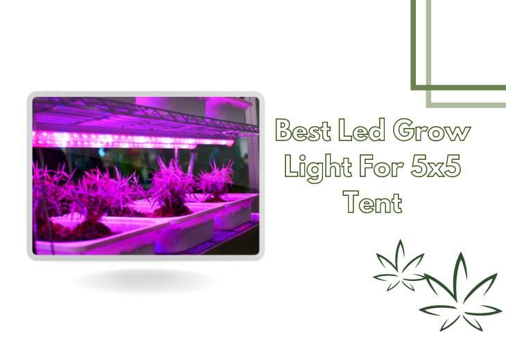 Best Led Grow Light For 5x5 Tent