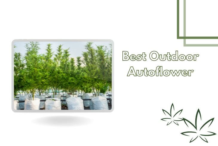 Best Outdoor Autoflower