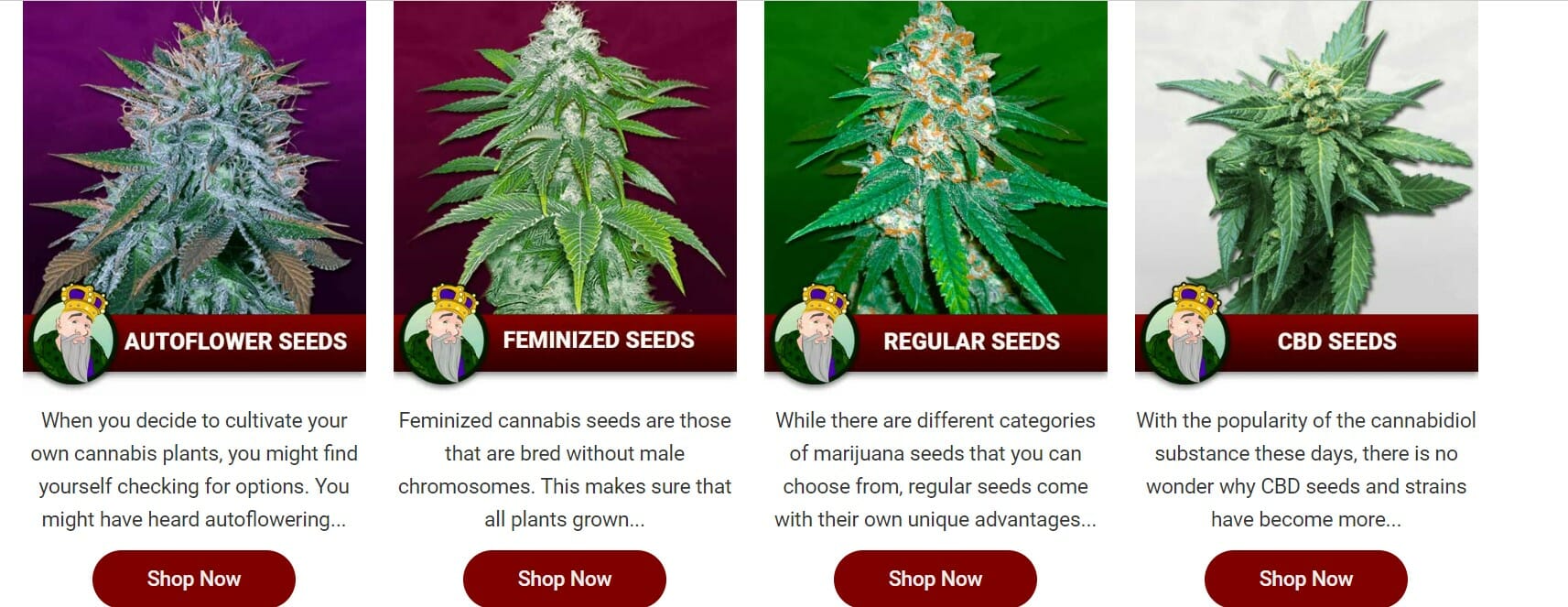 Crop King Seeds Review in 2023 - [My Experience]