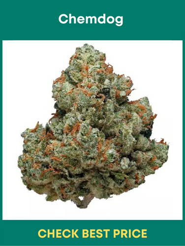 Chemdog - A Strong Yet Mysterious Strain