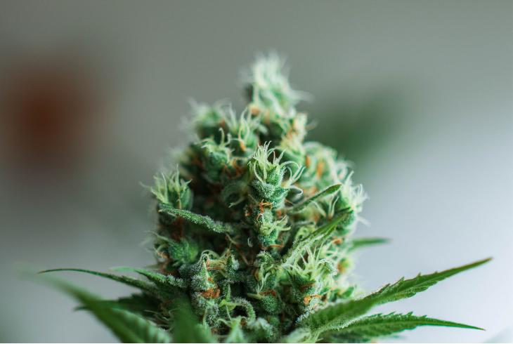 Cons or Disadvantages of Growing Autoflowering Strains