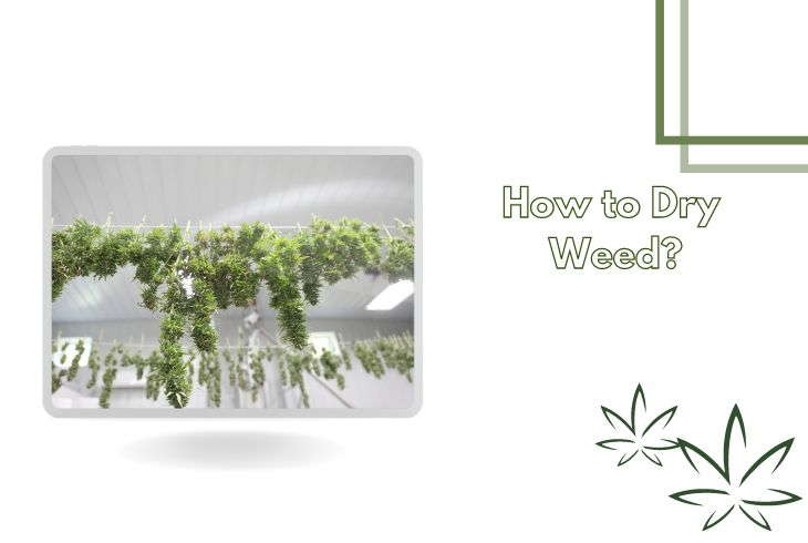 How to Dry Weed