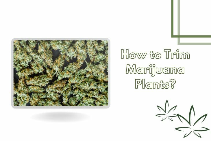 How to trim Marijuana plants