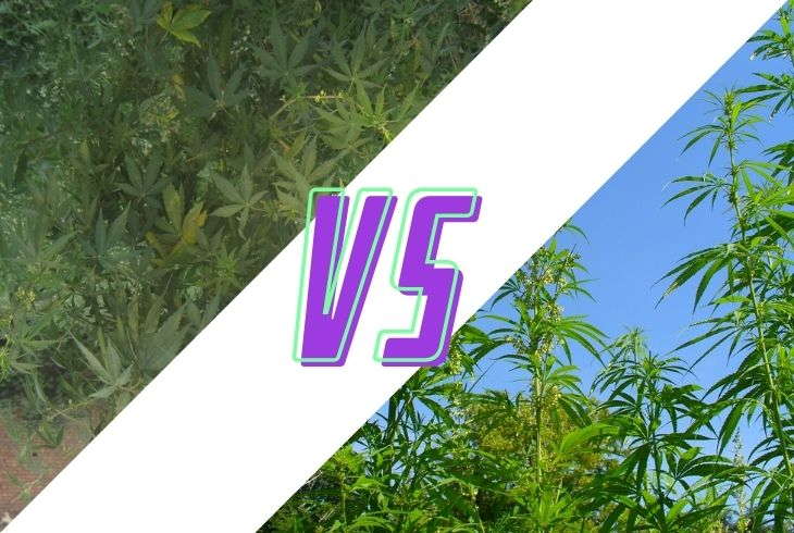 Indica and Sativa Differences