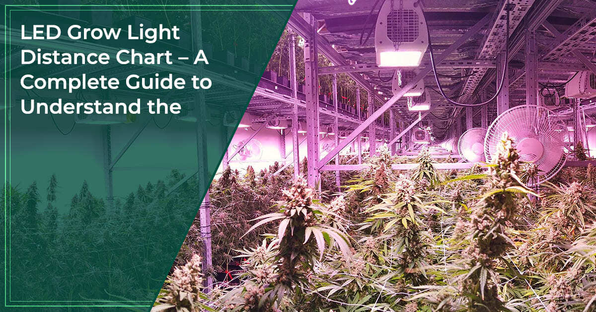 LED Grow Light Distance Chart – A Complete Guide to Understand the