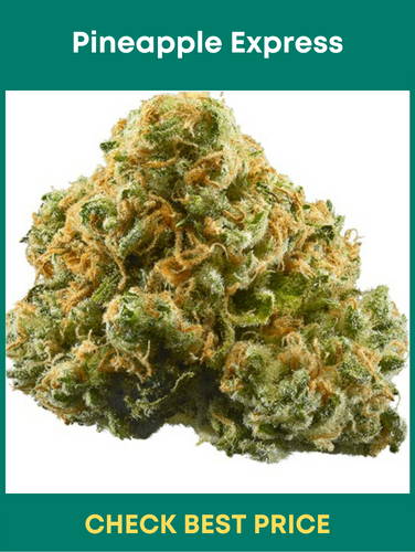 Pineapple Express - One Of The Famous Sativa Cannabis Strains